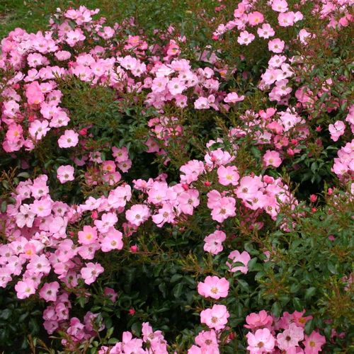 Rózsaszín fehéres árnyékkal - virágágyi floribunda rózsa